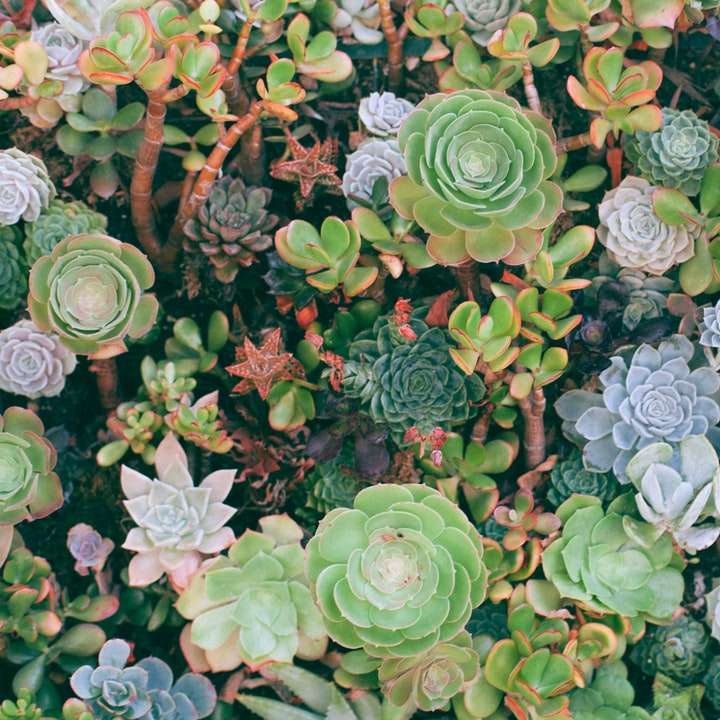 Océan de plantes succulentes à Santa Monica puzzle en ligne