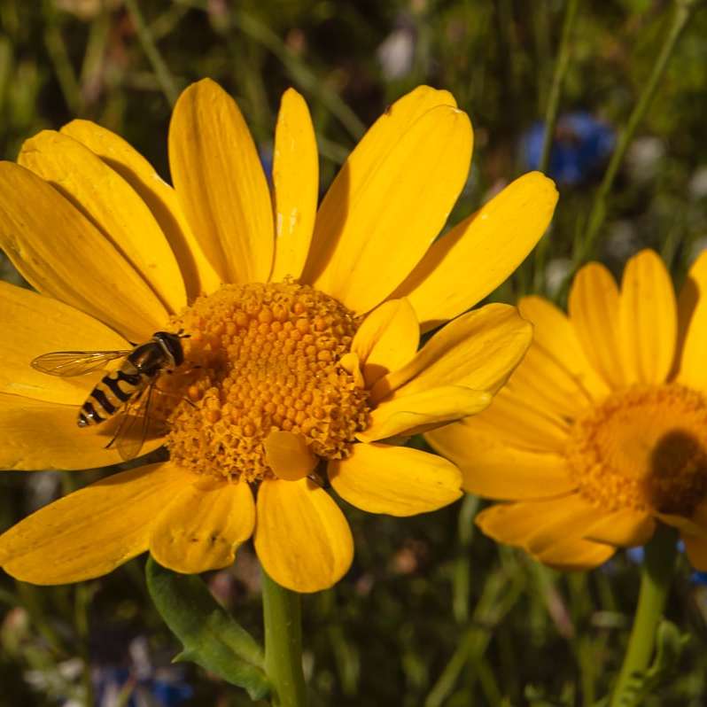 Бджола на жовтій квітці онлайн пазл