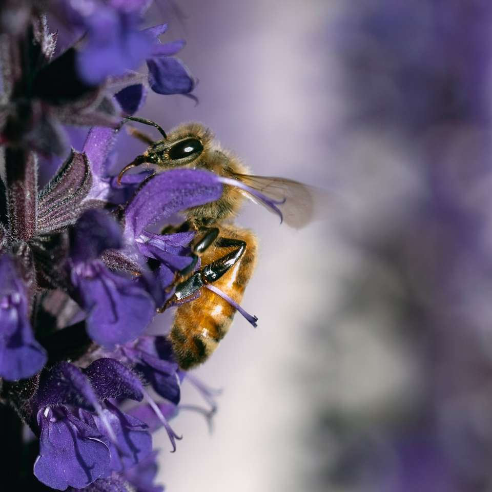 fioletowy kwiat z pszczołą w soczewce tilt shift puzzle przesuwne online