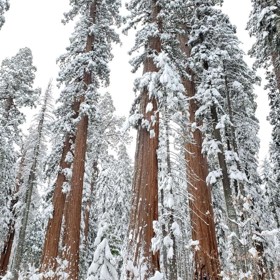 雪に覆われた木 オンラインパズル