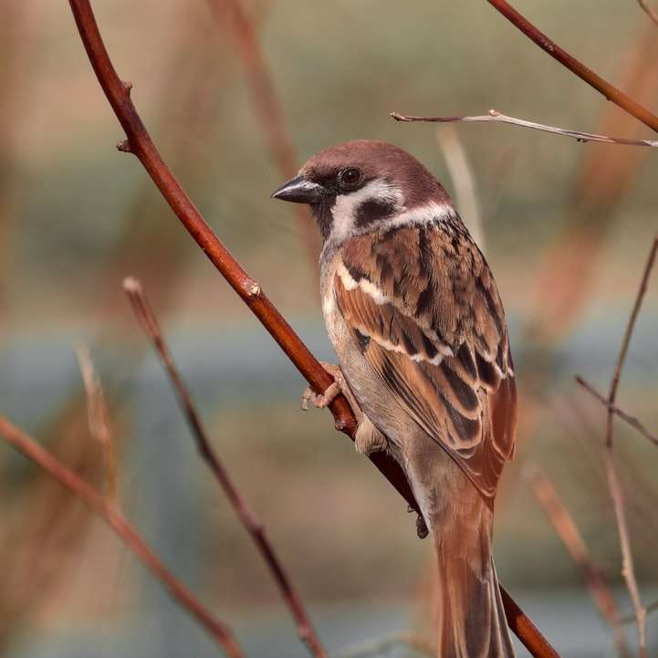 Eurasian tree sparrow sliding puzzle online