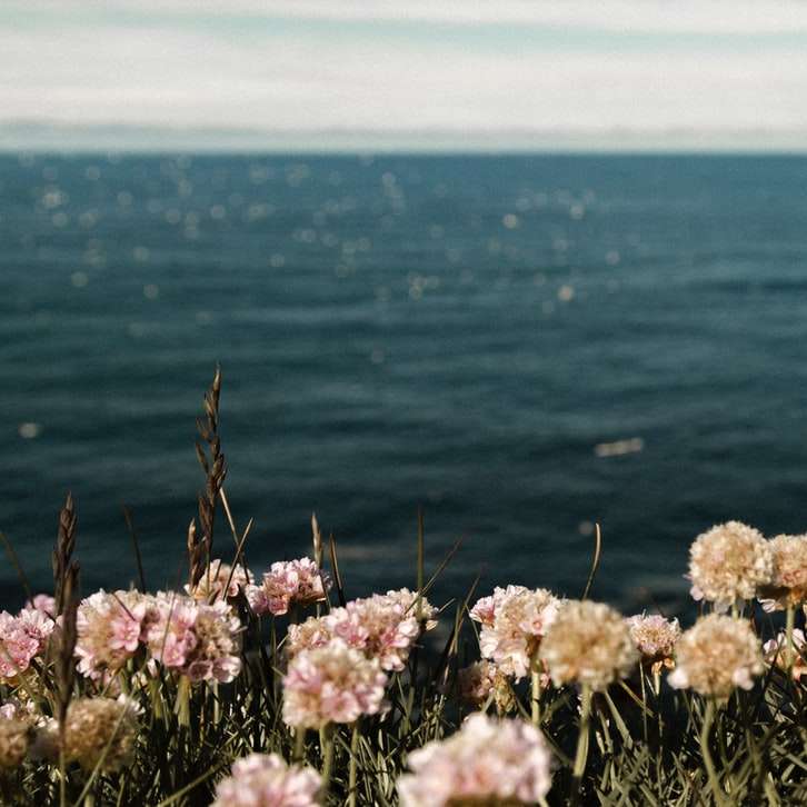 Flores de la orilla del mar rompecabezas en línea