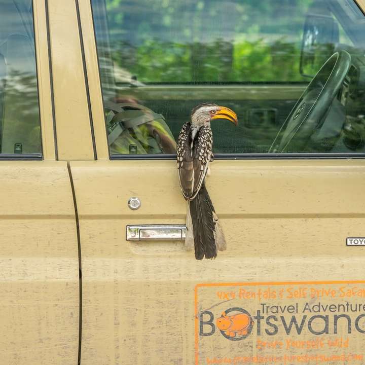 Pájaro blanco y negro en la ventanilla del coche durante el día puzzle deslizante online