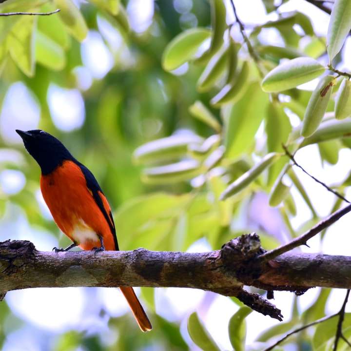 Scharlachroter Minivet in Malaysia Online-Puzzle