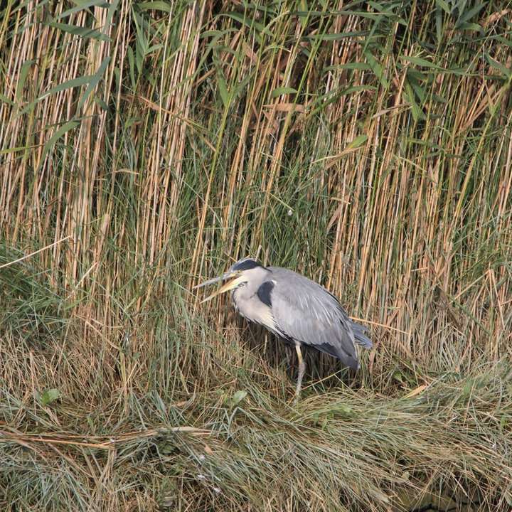 szary ptak w pobliżu bambusowej trawy puzzle przesuwne online