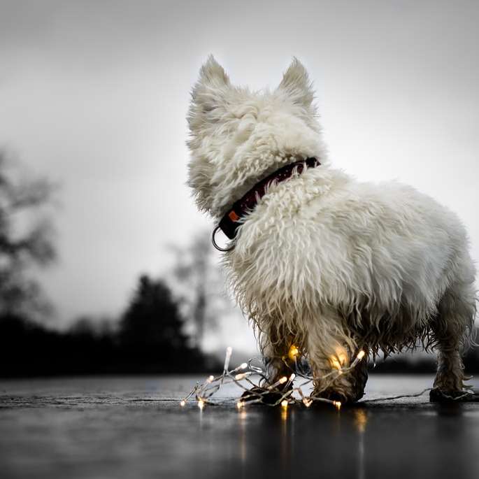 foto av långbelagd vit hund Pussel online