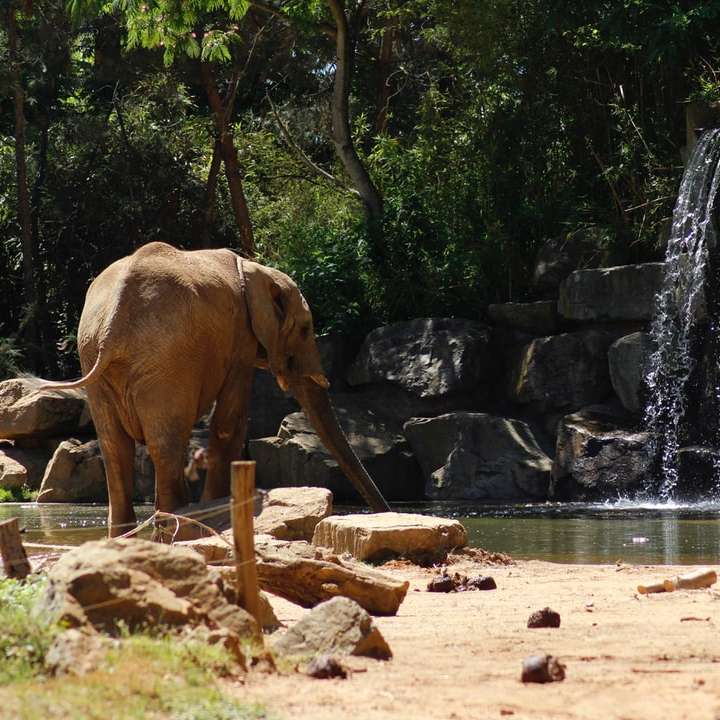Egy elefánt online puzzle