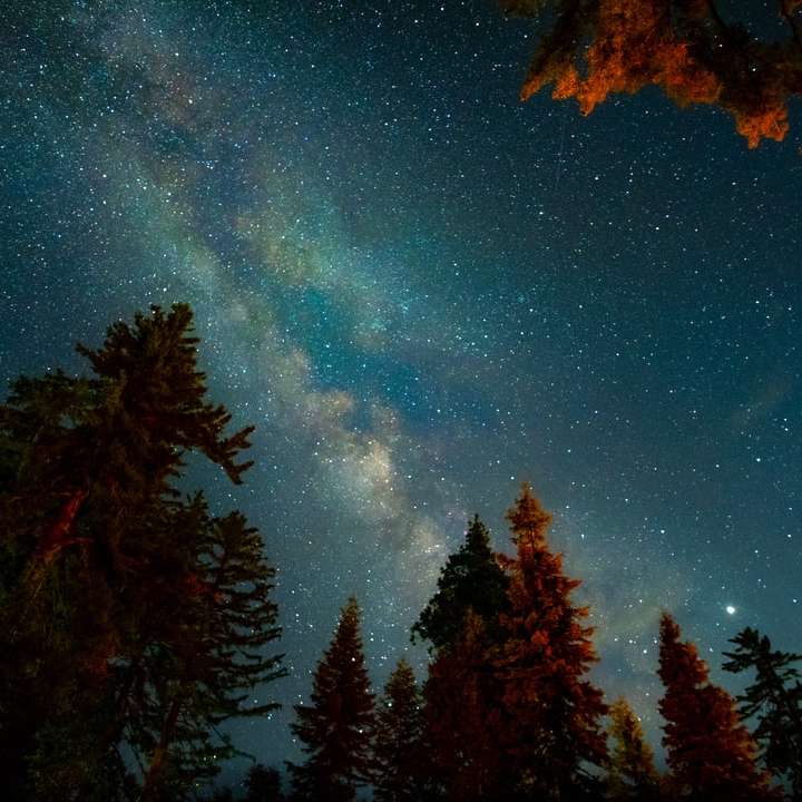 trees under starry sky online puzzle