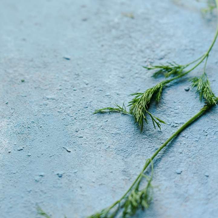 зелена рослина на білому піску онлайн пазл