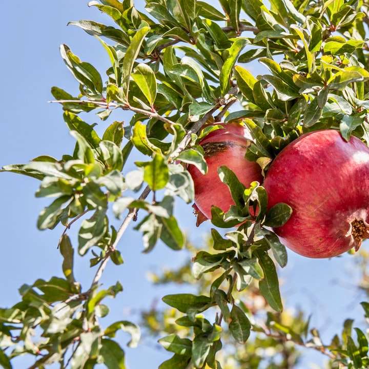 červené granátové jablko ovoce posuvné puzzle online