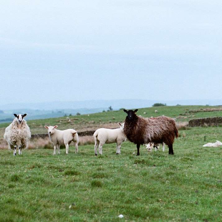 Farbfoto einer Schafherde, die in einem Feld steht. Schiebepuzzle online