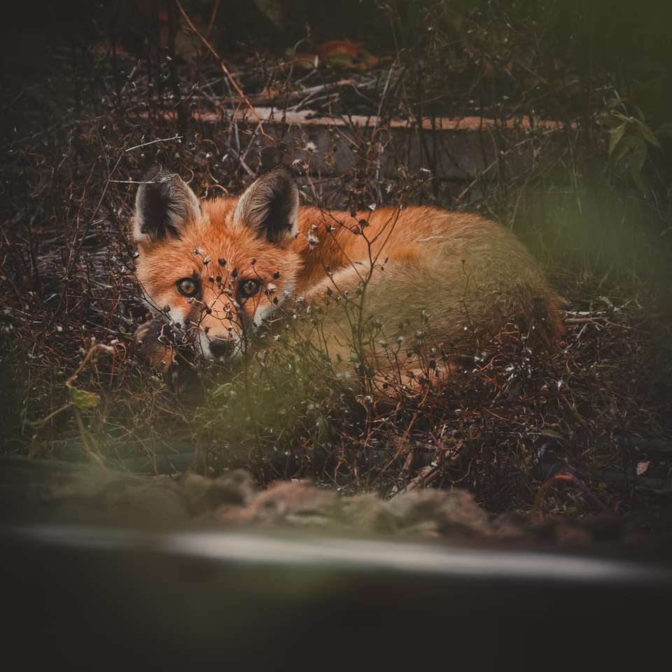 кафява лисица, лежаща на земята онлайн пъзел