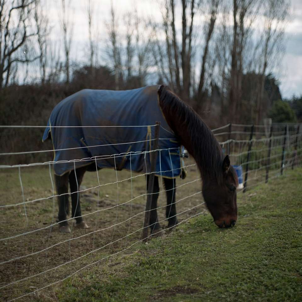 Horse grazing shot on Portra 400 120 sliding puzzle online