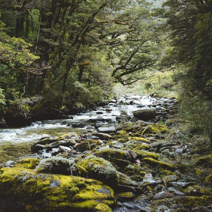mossy rocks river online puzzle