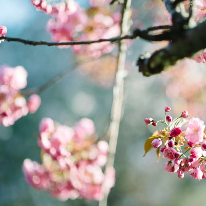 cseresznyevirág online puzzle