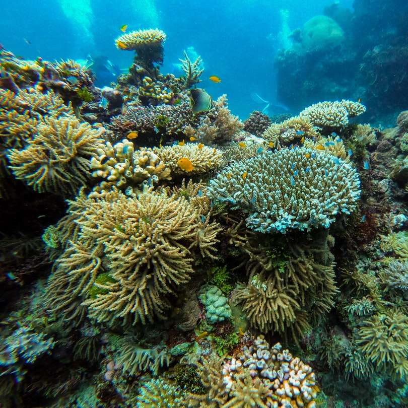 Keeper Reef Dive Site glidande pussel online