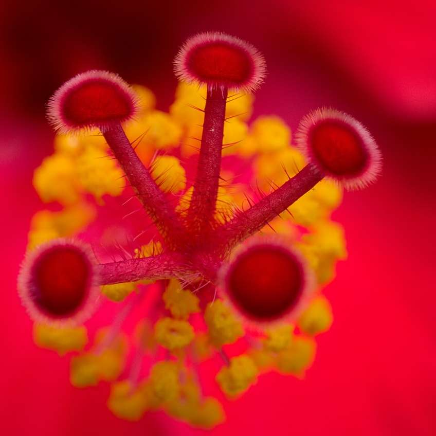 rote und gelbe Blume in der Makrofotografie Online-Puzzle