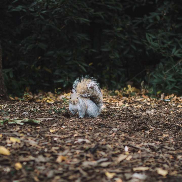 bruine eekhoorn staande op de bodem online puzzel