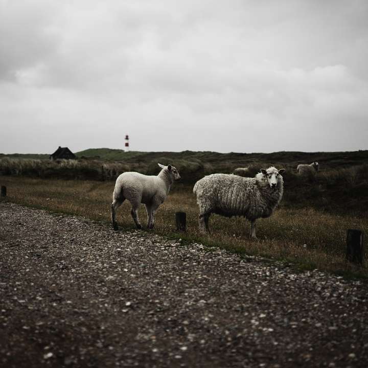 stado owiec na polu zielonej trawie pod białym pochmurnym niebem puzzle przesuwne online