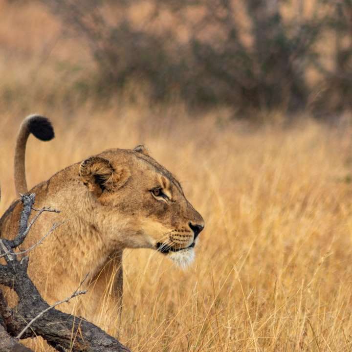 grijze leeuw op bruine velden overdag online puzzel