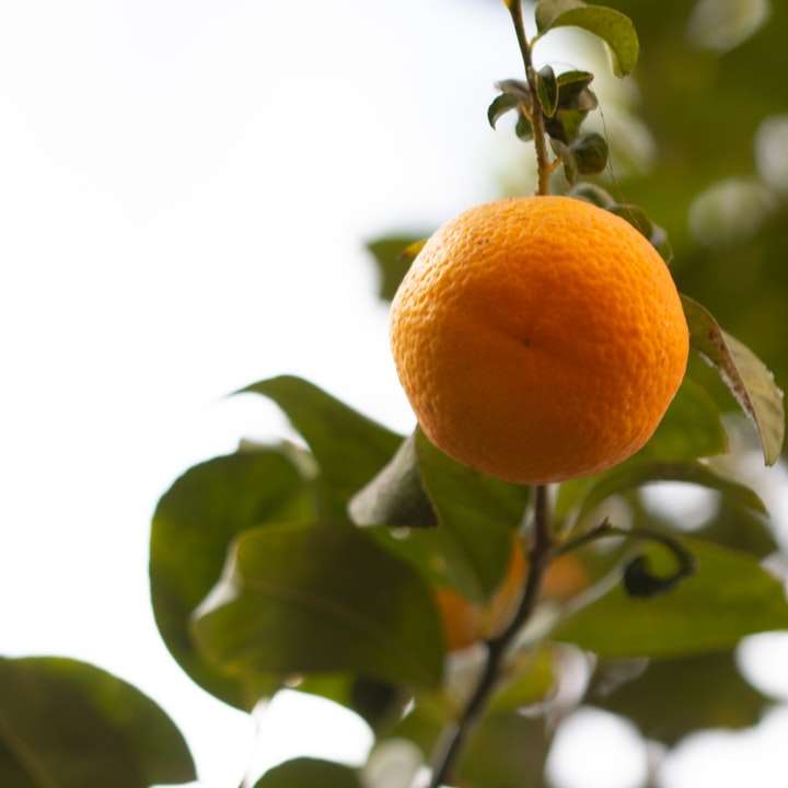 citrusové ovoce online puzzle