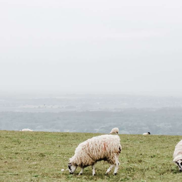twee witte schapen schuifpuzzel online