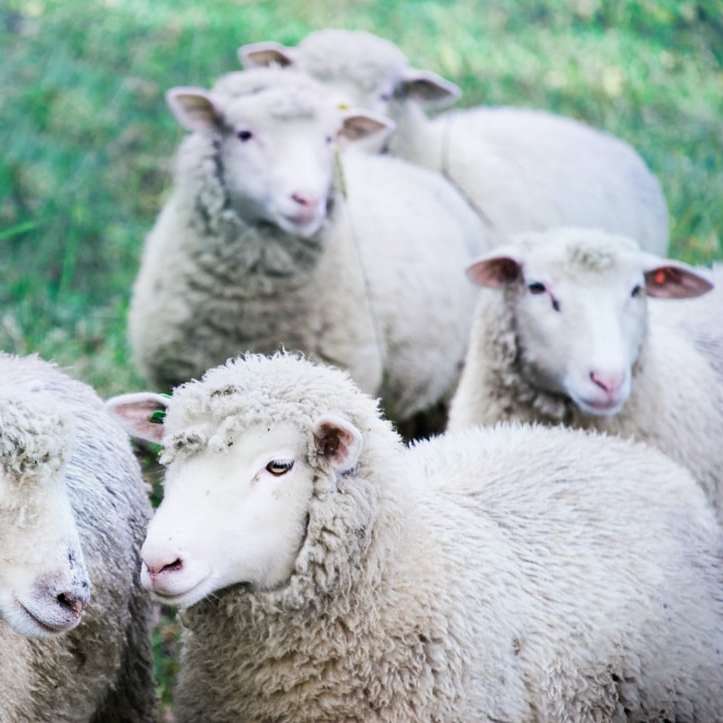 fem vita får på grönt land Pussel online