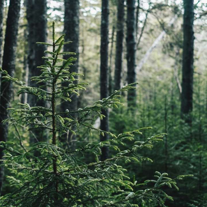 Träd i Acadia nationalpark Pussel online