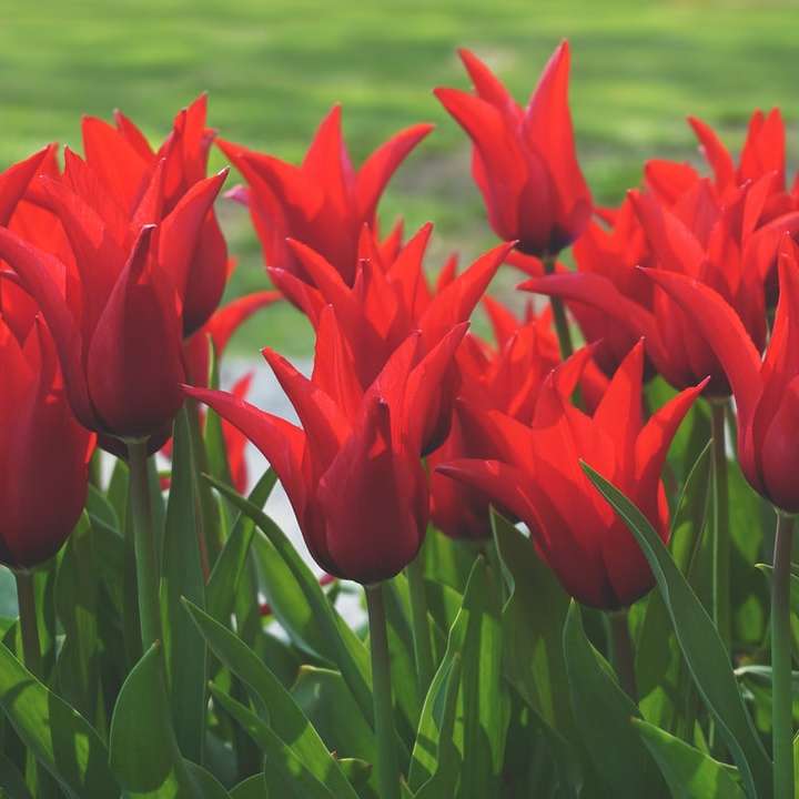 Kwitnące tulipany puzzle przesuwne online
