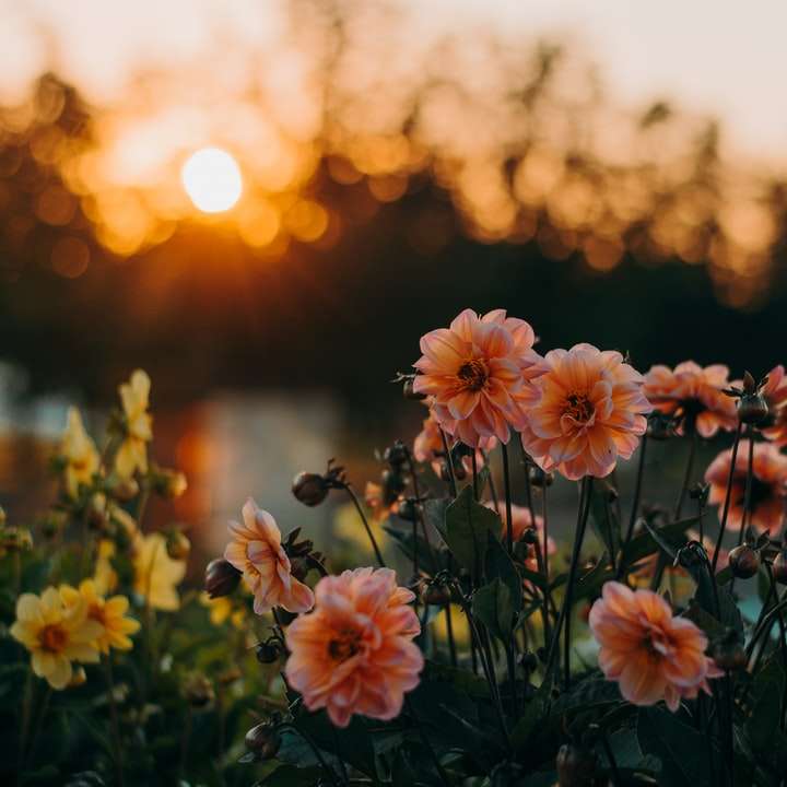 dahlias roses au coucher du soleil bokeh puzzle coulissant en ligne