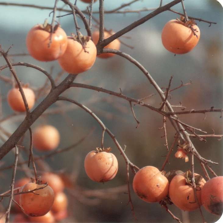 Persimmons frukt träd glidande pussel online
