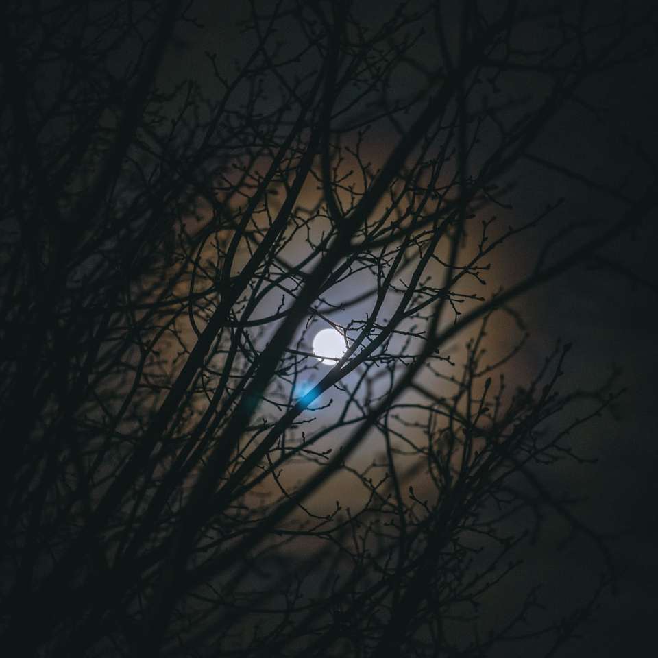 árvores nuas sob a lua à noite puzzle online