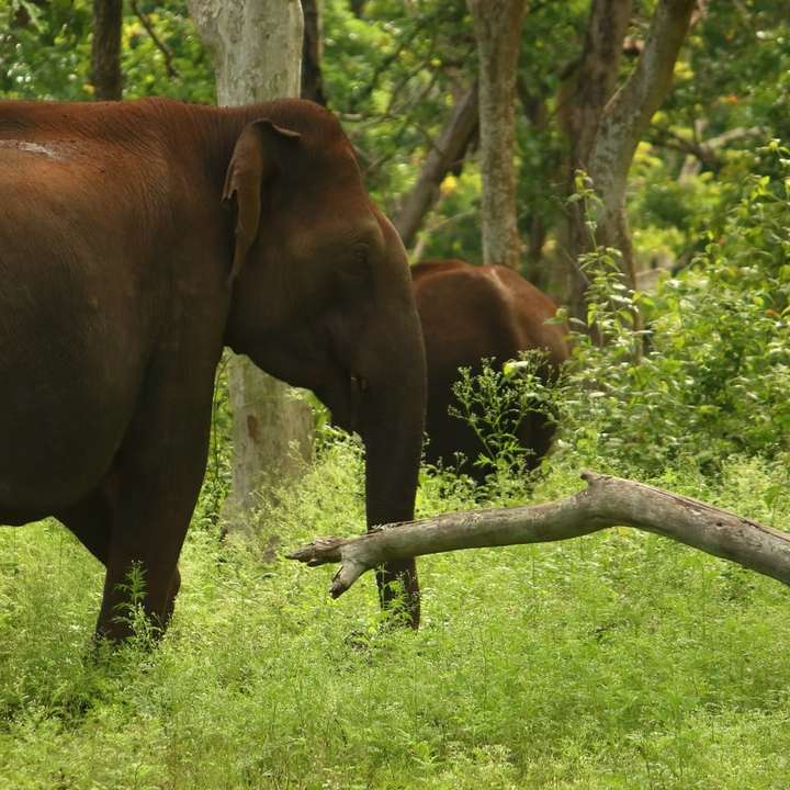 Nežní obři - asijský slon. online puzzle