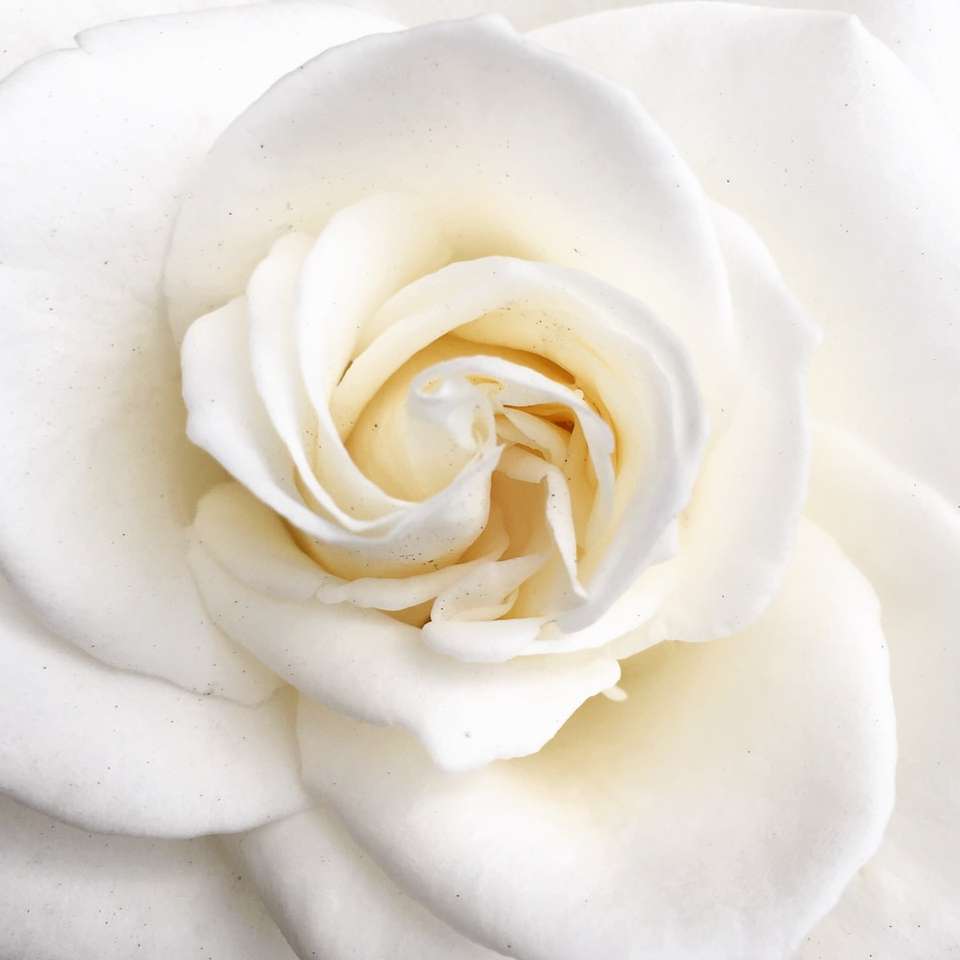Біла троянда крупним планом онлайн пазл