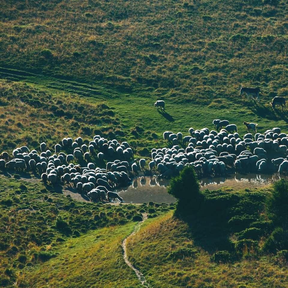 Ovce na západ slunce online puzzle