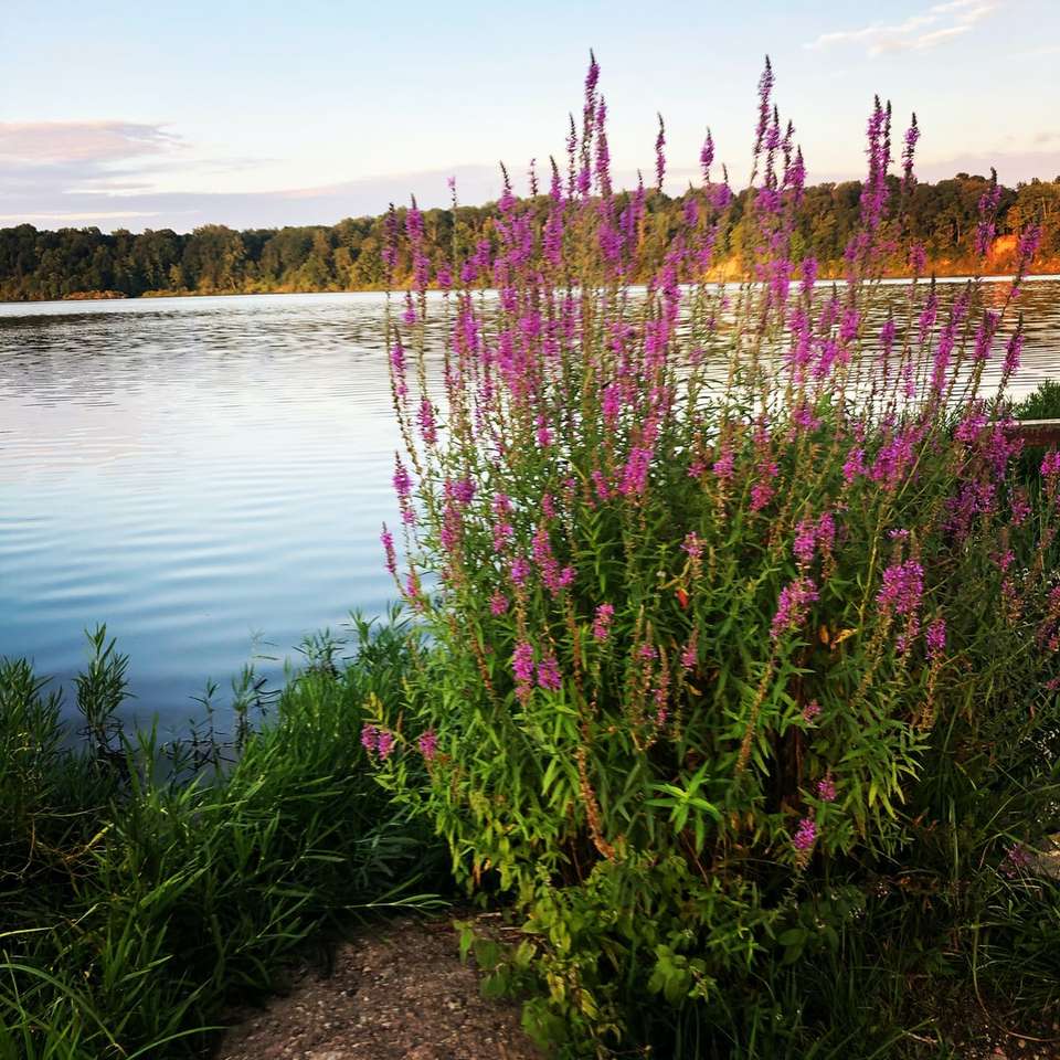 Цветя край езерото онлайн пъзел