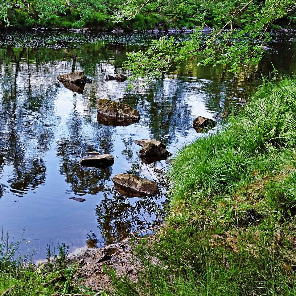 zielona trawa w pobliżu zbiornika wodnego w ciągu dnia puzzle przesuwne online