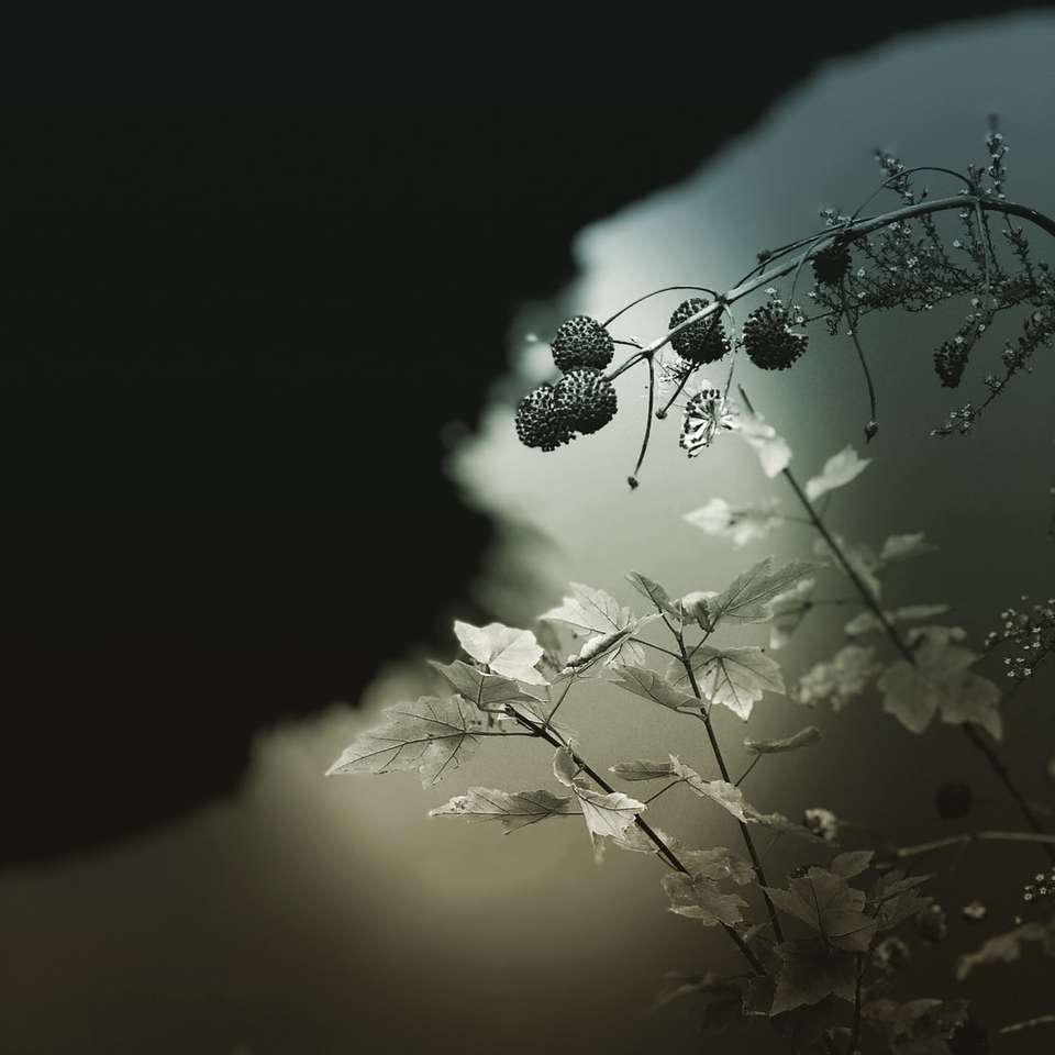 fotografia de focalizare a plantei cu frunze gri alunecare puzzle online