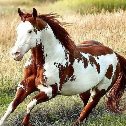vacker racing häst glidande pussel online