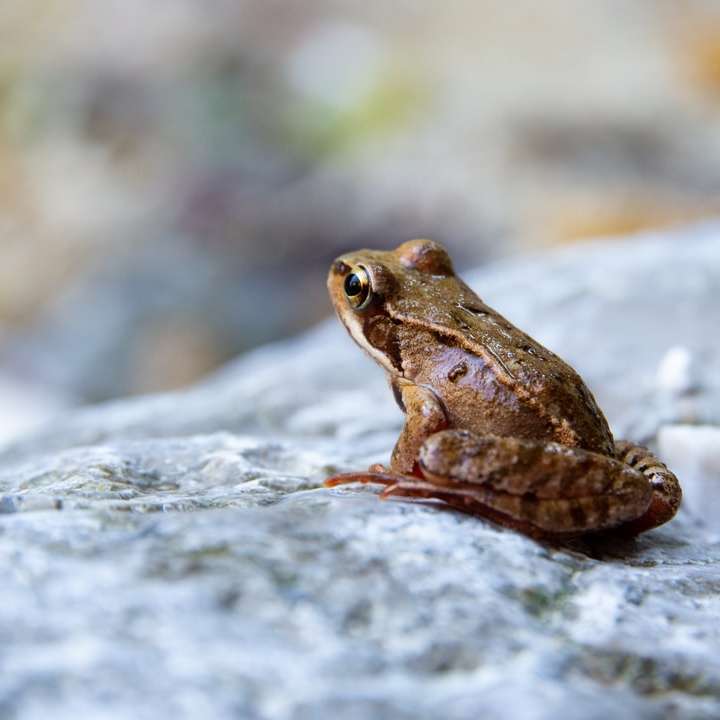 fotografia zbliżenie żaby na kamieniu puzzle przesuwne online