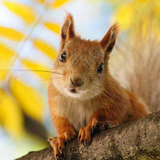 Guten Morgen von einem kleinen Eichhörnchen Schiebepuzzle online
