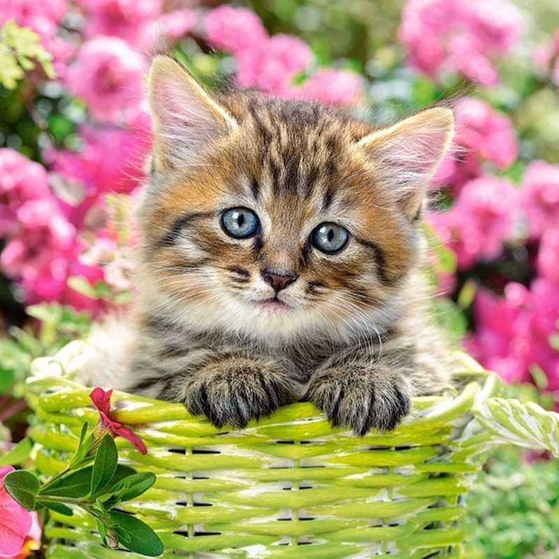 malé kotě v košíku posuvné puzzle online