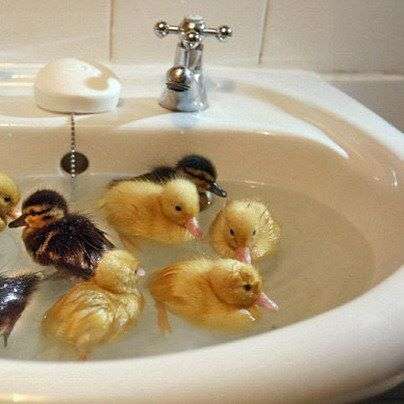 little ducklings swim in the bathroom online puzzle