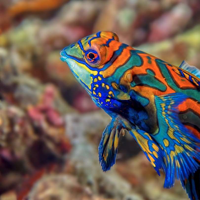 kék és sárga halak a vízben csúszó puzzle online