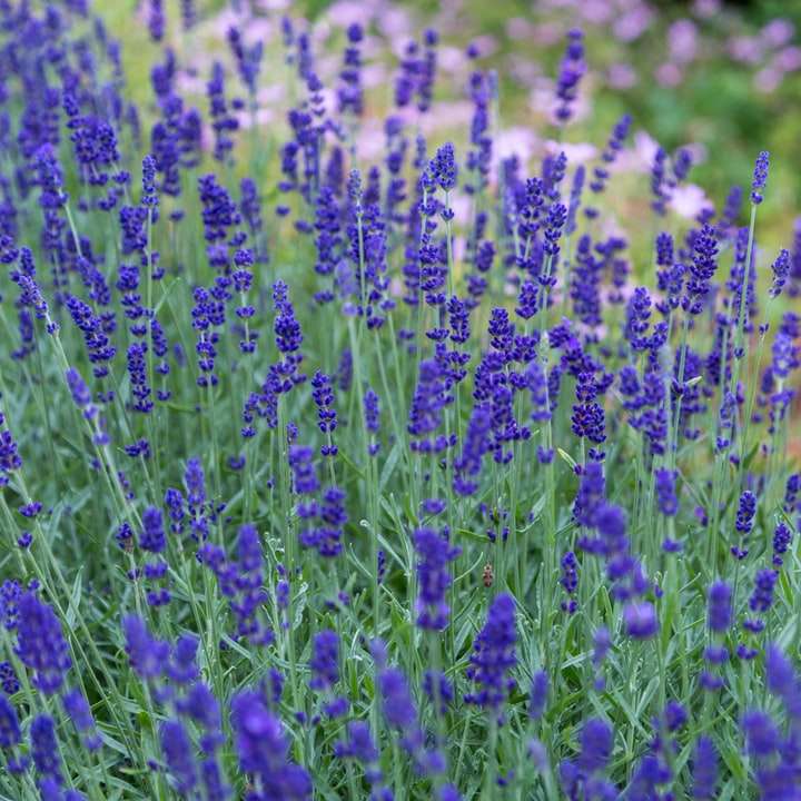 Lavendel weide online puzzel
