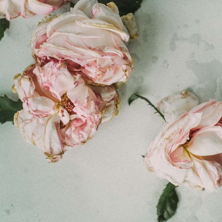 Umierające róże puzzle przesuwne online