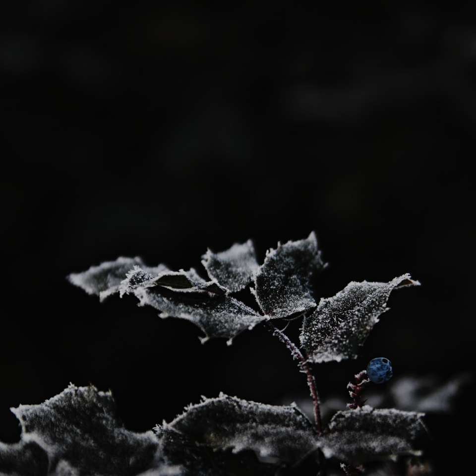 fotografia roślin ze śniegiem w skali szarości puzzle online