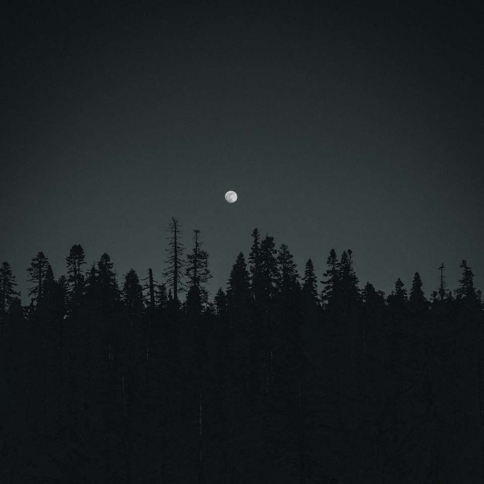 silueta de árboles mostrando luna llena rompecabezas en línea