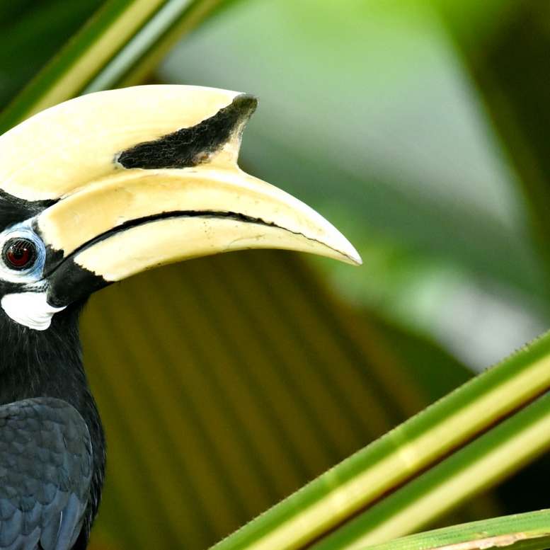 Hornbill i Singapore Pussel online