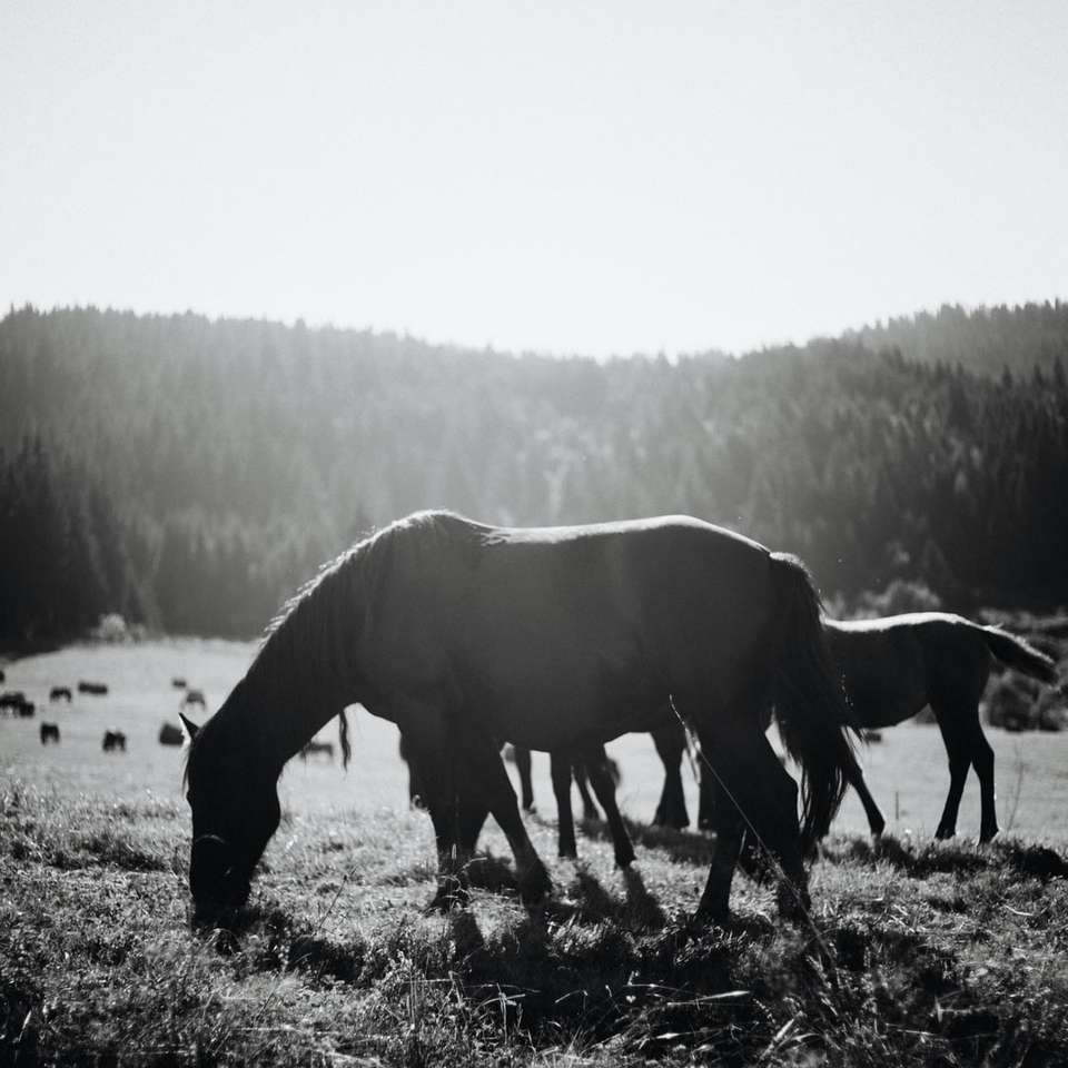 Hästar svartvitt glidande pussel online